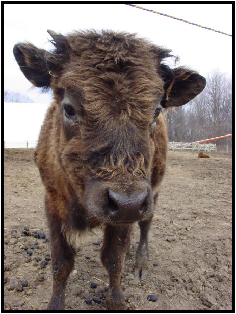 animal: bull : s-dsc021820.jpg