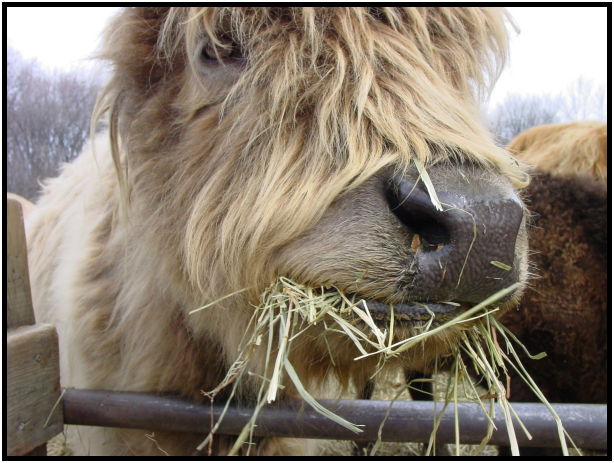 animal: bull : s-dsc021831.jpg