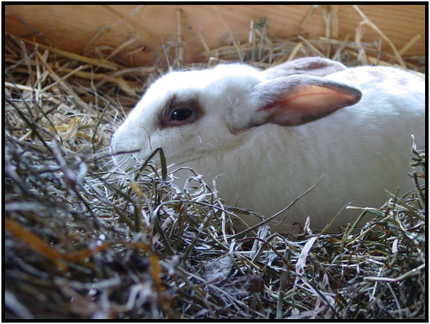 animal: rabbit : s-dsc021838.jpg