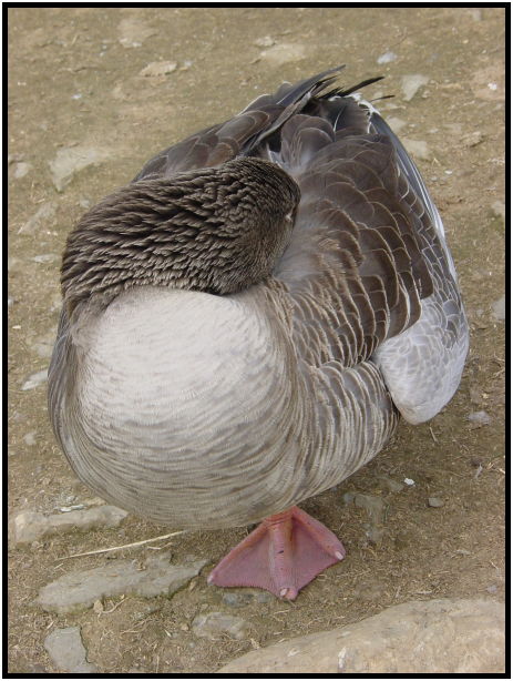 bird: duck : s-dsc021841.jpg