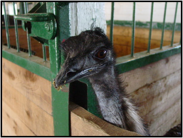 bird: unknown bird : s-dsc021855.jpg