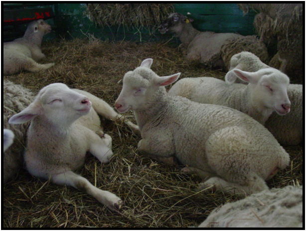 animal: sheep : s-dsc021863.jpg