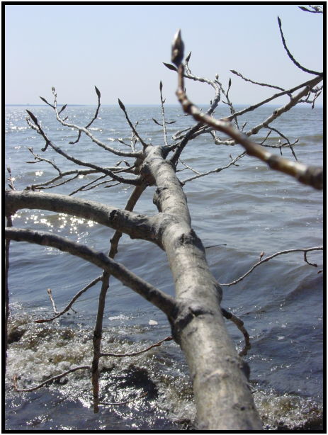 flora: tree: chestnut : s-dsc021887.jpg