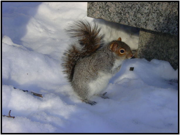 site: earth: snow : s-dsc021119.jpg