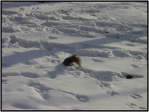 site: earth: snow : s-dsc021143.jpg