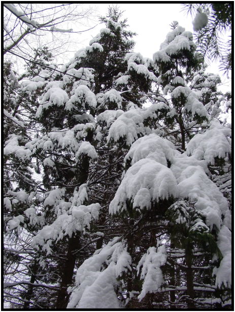 site: earth: snow : s-dsc021320.jpg