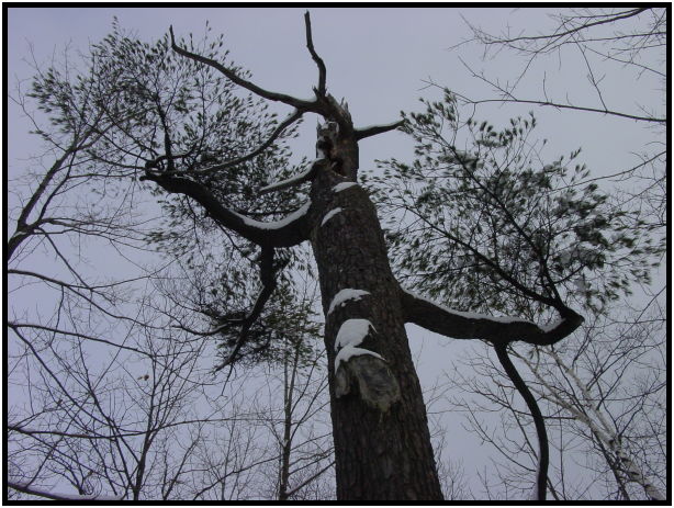 site: earth: snow : s-dsc021342.jpg