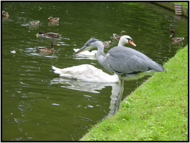 bird: swan : s-dsc023706.jpg