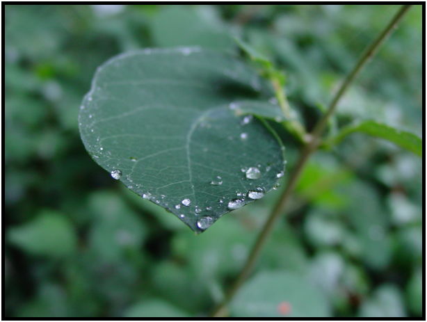 flora: leaf : s-dsc023724.jpg