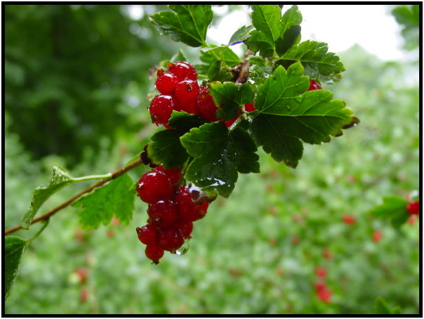 flora: berry: unknown berry : s-dsc023729.jpg