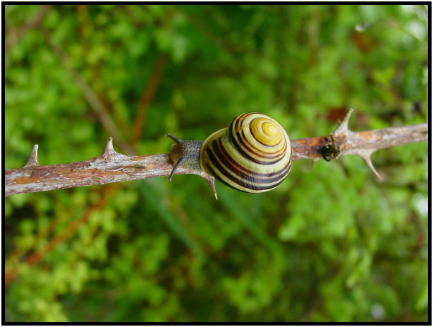 flora: thorn : s-dsc023803.jpg