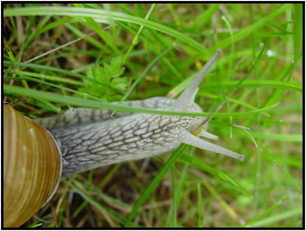 insect: snail : s-dsc023815.jpg