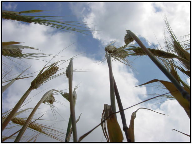 flora: wheat : s-dsc023204.jpg