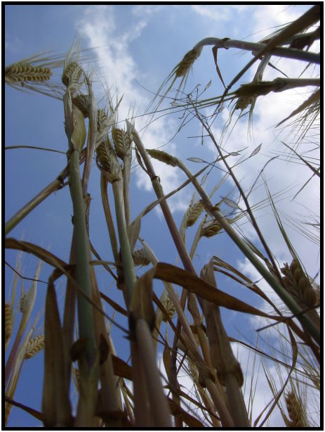 flora: wheat : s-dsc023206.jpg