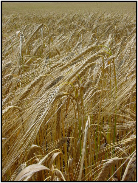 place: Germany: Schwaebisch Gmuend : s-dsc023215.jpg