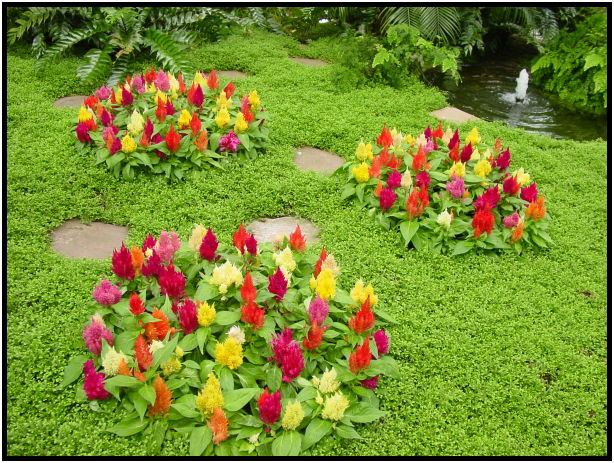 flora: flower: unknown flower : s-dsc023316.jpg