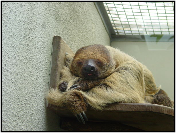 animal: sloth : s-dsc023321.jpg