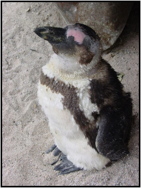 place: Germany: Stuttgart: Wilhelma Zoo : s-dsc023334.jpg