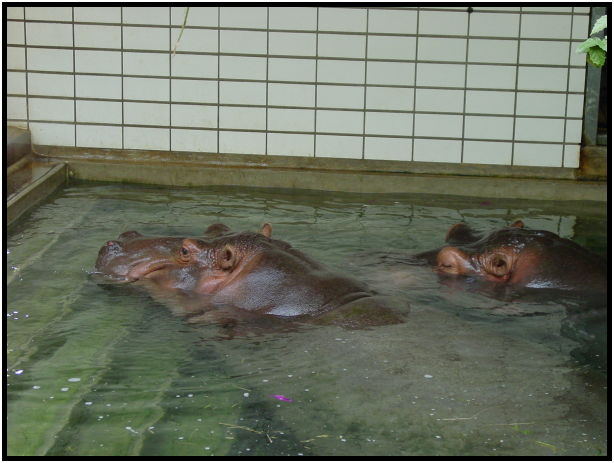 place: Germany: Stuttgart: Wilhelma Zoo : s-dsc023356.jpg