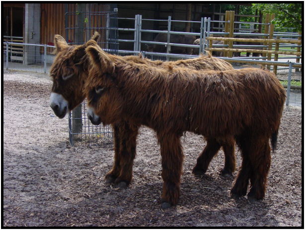 place: Germany: Stuttgart: Wilhelma Zoo : s-dsc023361.jpg