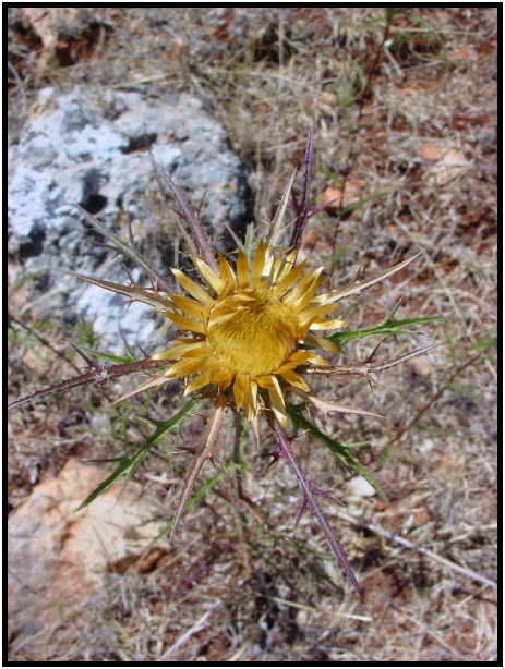 flora: flower: unknown flower : s-dsc022866.jpg