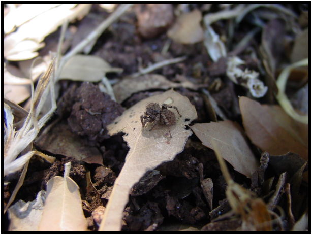 insect: spider : s-dsc022880.jpg
