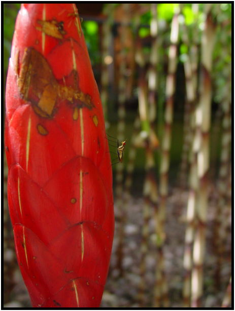 insect: unknown insect : s-dsc022758.jpg