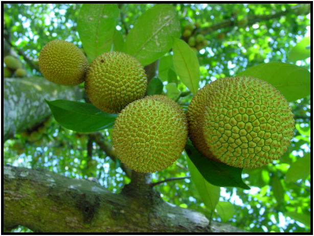 flora: fruit: bread fruit : s-dsc022777.jpg