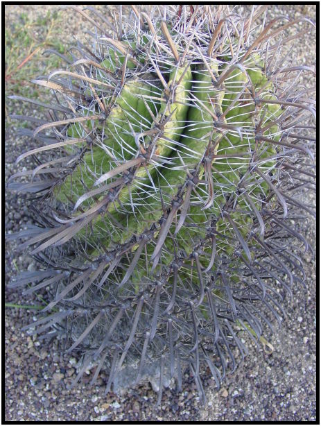 flora: cactus: cactus unknown : s-dsc023080.jpg