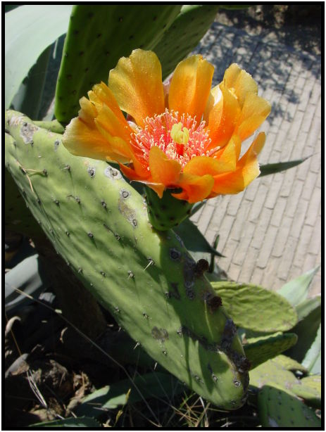 flora: cactus: cactus nopales : s-dsc023018.jpg
