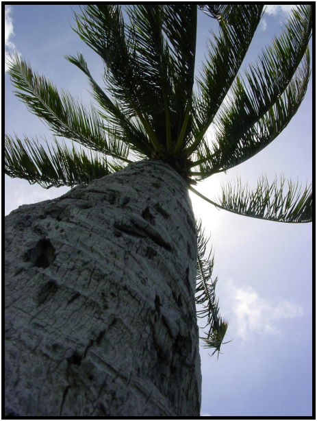flora: tree: palm : s-dsc022302.jpg