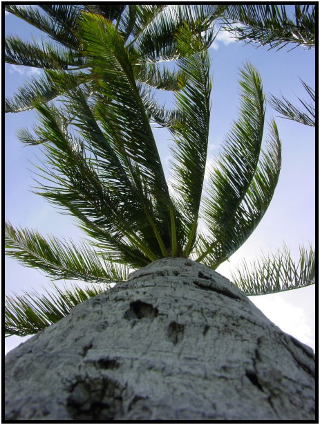 flora: tree: palm : s-dsc022303.jpg