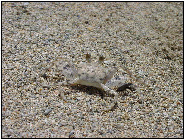 animal: crab : s-dsc022311.jpg