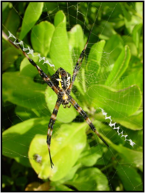 insect: spider : s-dsc022367.jpg
