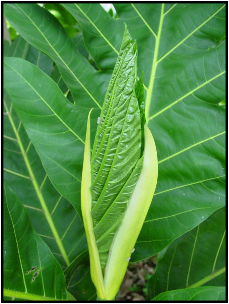 flora: leaf : s-dsc022396.jpg