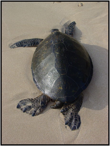 site: water: beach : s-dsc022408.jpg