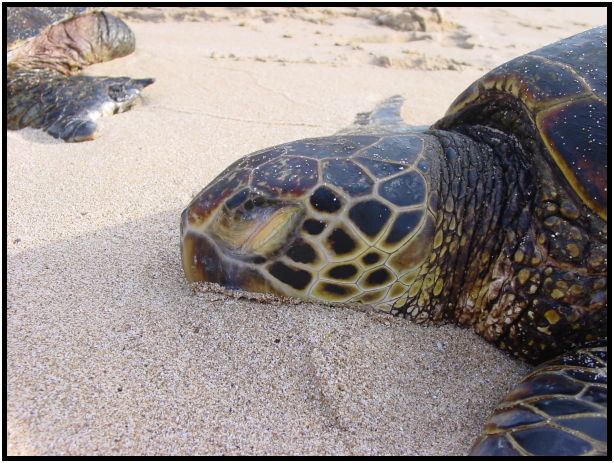 animal: turtle : s-dsc022411.jpg