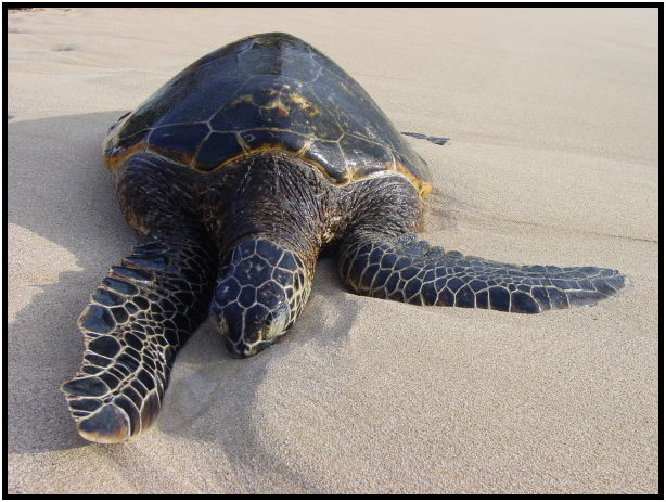 animal: turtle : s-dsc022414.jpg