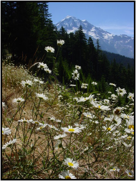 place: USA: Washington: Seattle: Mt. Rainier : s-dsc023947.jpg