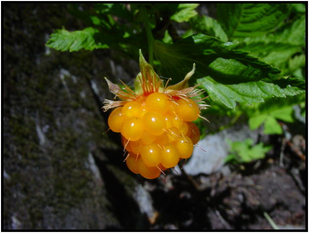 place: USA: Washington: Seattle: Mt. Rainier : s-dsc024006.jpg