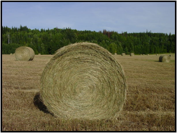 flora: bale of hay : s-dsc026942.jpg