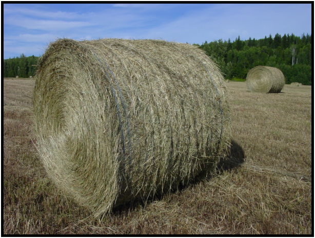 flora: bale of hay : s-dsc026943.jpg