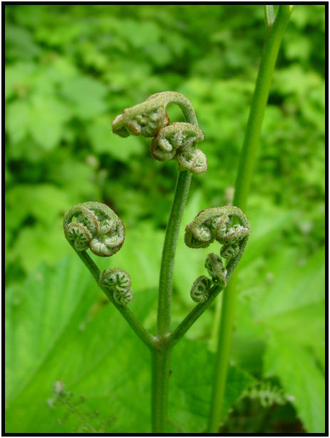 flora: bush: fern : s-dsc025510.jpg