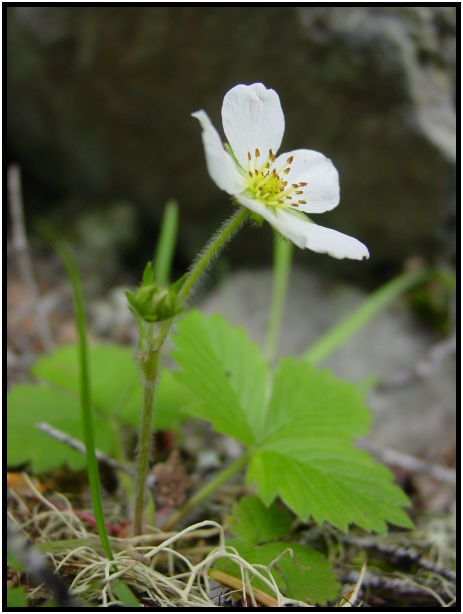 place: Canada: British Columbia: Cheakamus Lake : s-dsc025551.jpg