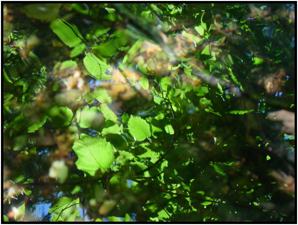 place: Canada: British Columbia: Chilliwack: Mnt. Cheam : s-dsc025668.jpg