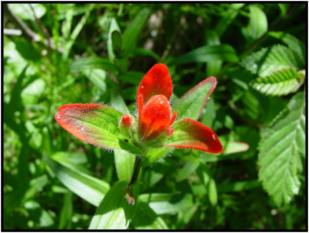 place: Canada: British Columbia: Chilliwack: Mnt. Cheam : s-dsc025673.jpg