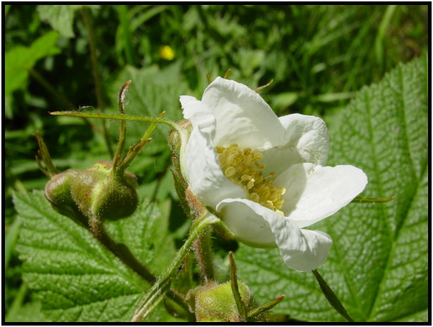 flora: berry: thimbleberry : s-dsc025694.jpg