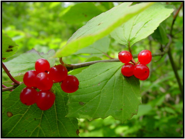 flora: berry: high bush cranberry : s-dsc025818.jpg