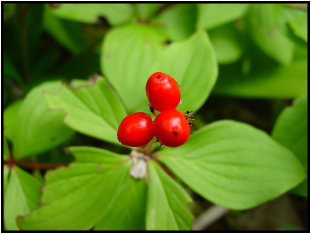 flora: berry: bunchberry : s-dsc025830.jpg