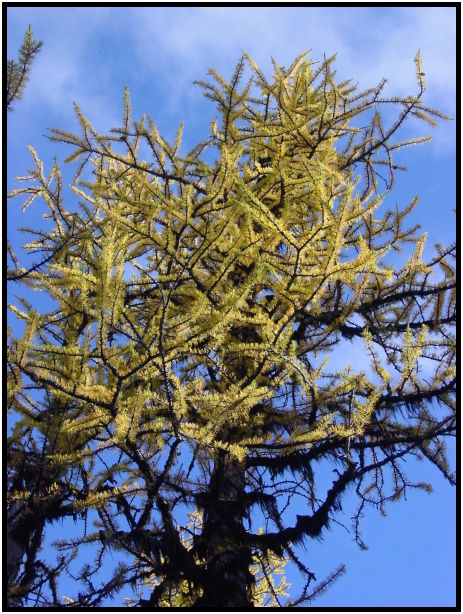 flora: tree: unknown tree : s-dsc06993.jpg